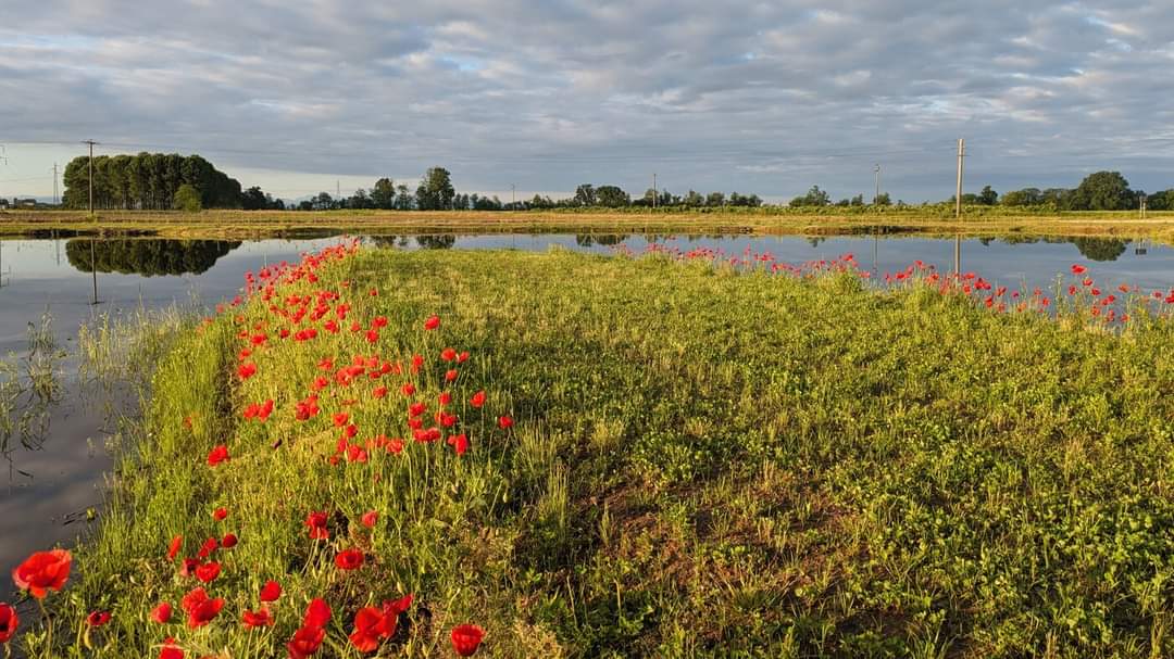parco europa papaveri